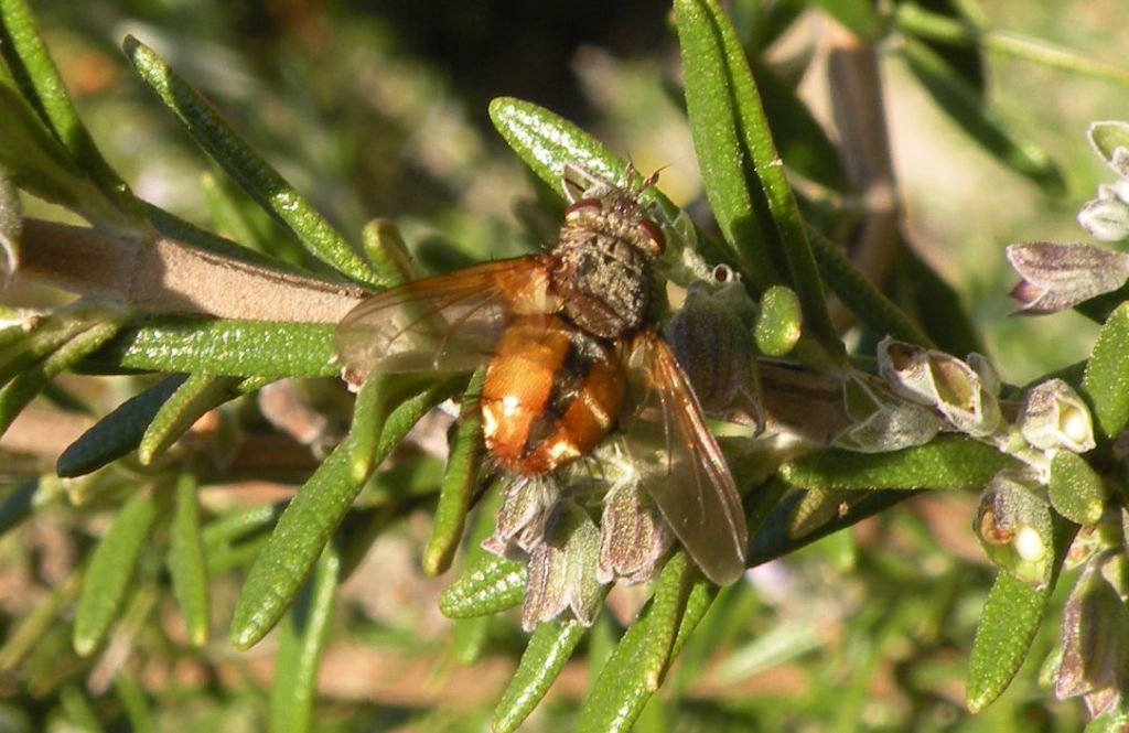 Winthemia?....  Fam. Tachinidae, gen. ?